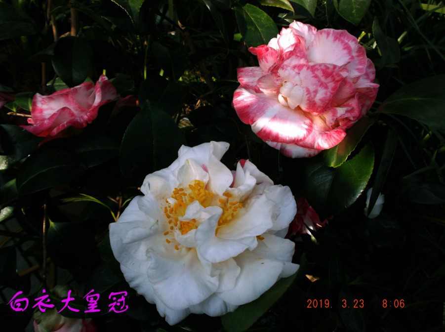 2019-3-23jx 003 ����w.jpg