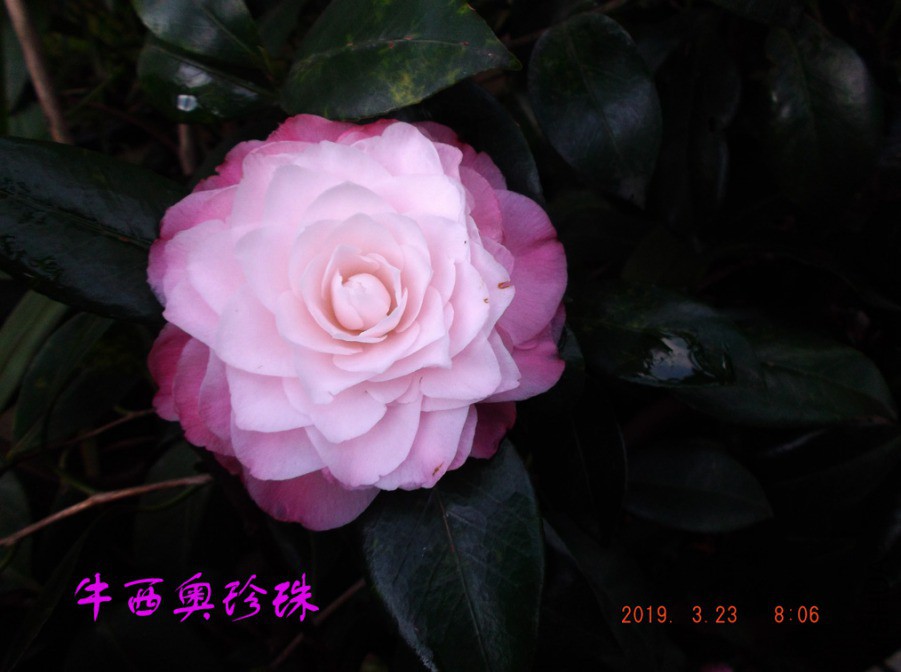 2019-3-23jx 006 ����w.jpg