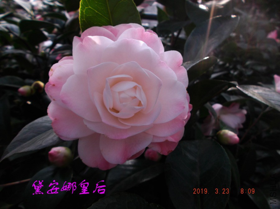2019-3-23jx 015 ����w.jpg