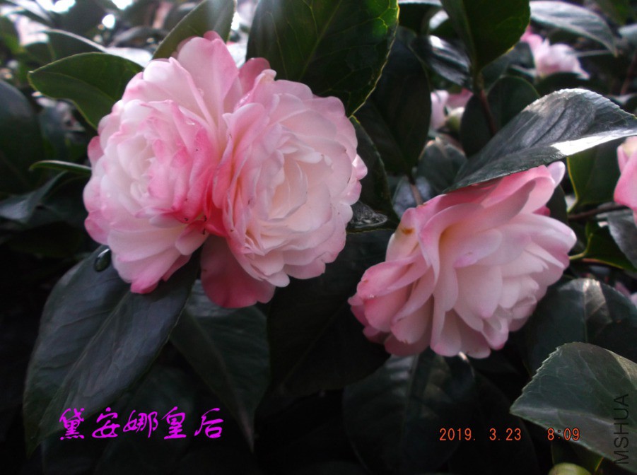 2019-3-23jx 016 ����w.jpg