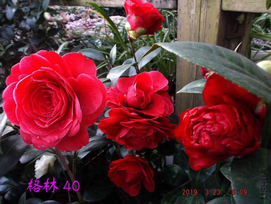 2019-3-23jx 017 ����w.jpg