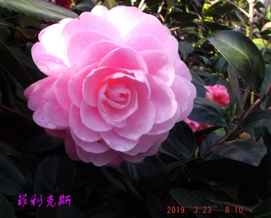 2019-3-23jx 019 ����w.jpg