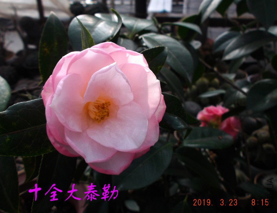2019-3-23jx 036 ����w.jpg