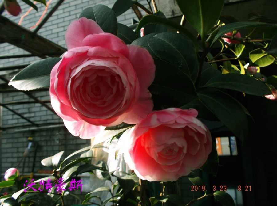 2019-3-23jx 053 ����w.jpg