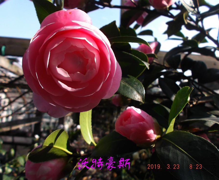 2019-3-23jx 059 ����w.jpg
