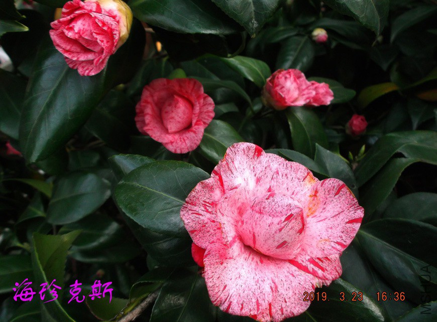 2019323 004 ����11w.jpg
