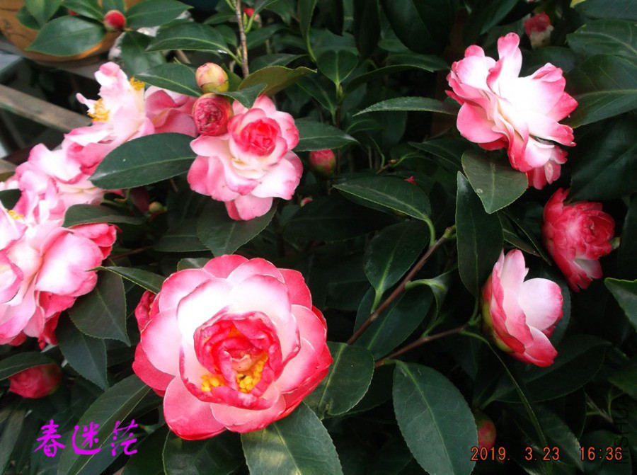 2019323 005 ����w.jpg