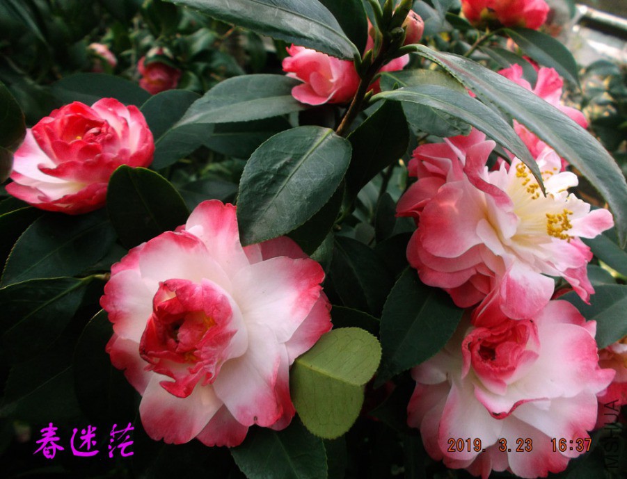 2019323 006 ����w.jpg