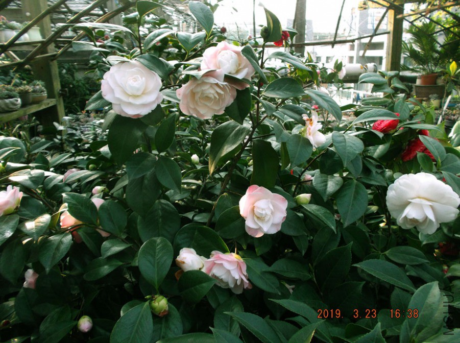 2019323 009 ����w.jpg