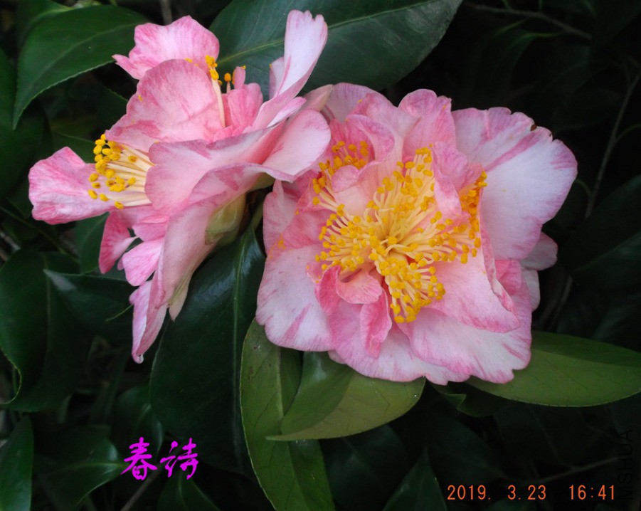 2019323 013 ����w.jpg