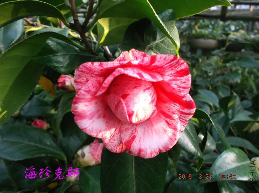 2019323 016 ����w.jpg