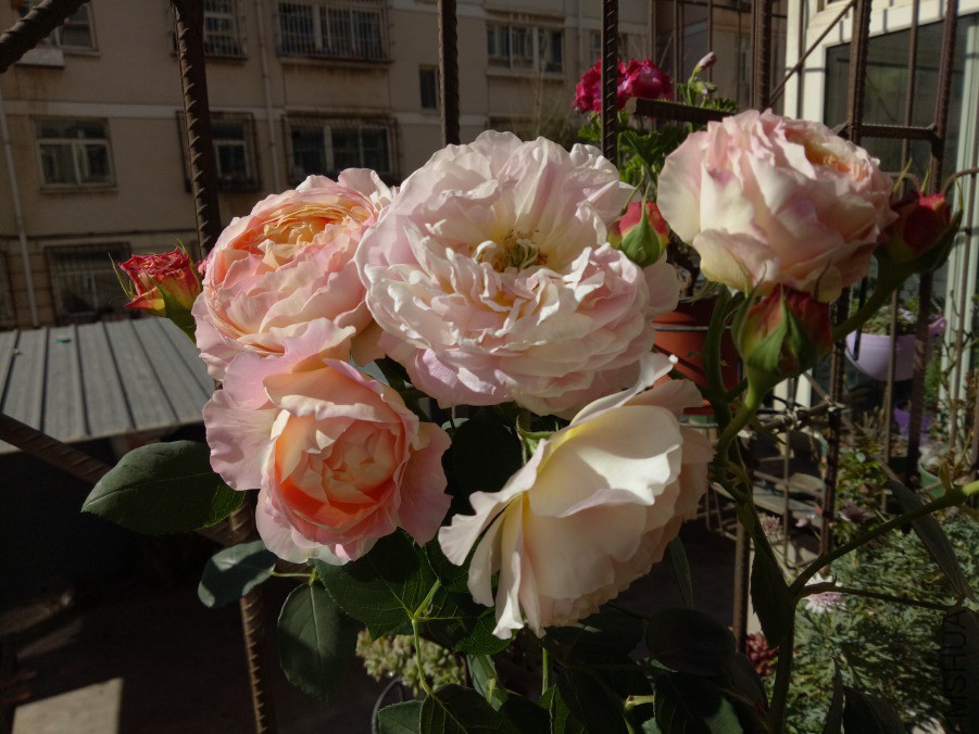 IMG20190323093344.jpg