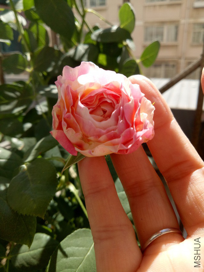 IMG20190322121154.jpg