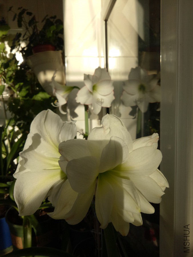 IMG20190322072918.jpg