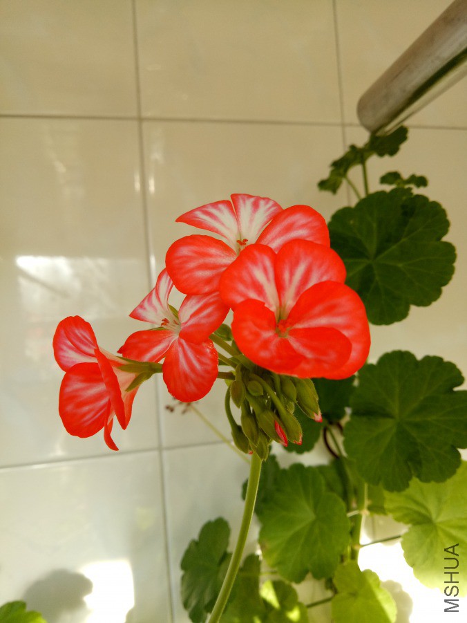 IMG20190321073430.jpg