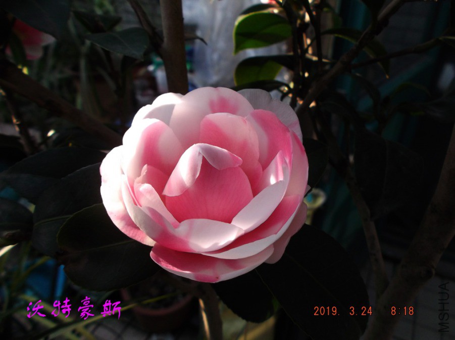 2019324jx 059 ����w.jpg