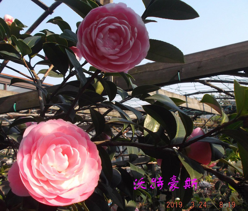 2019324jx 065 ����w.jpg