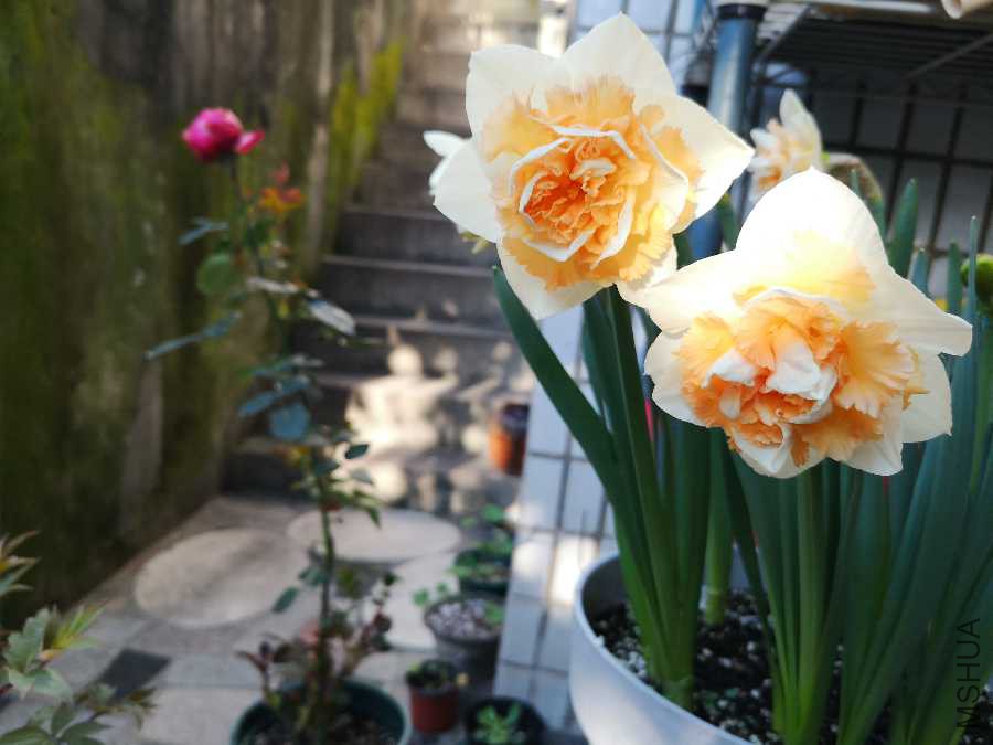 IMG_20190323_072121.jpg