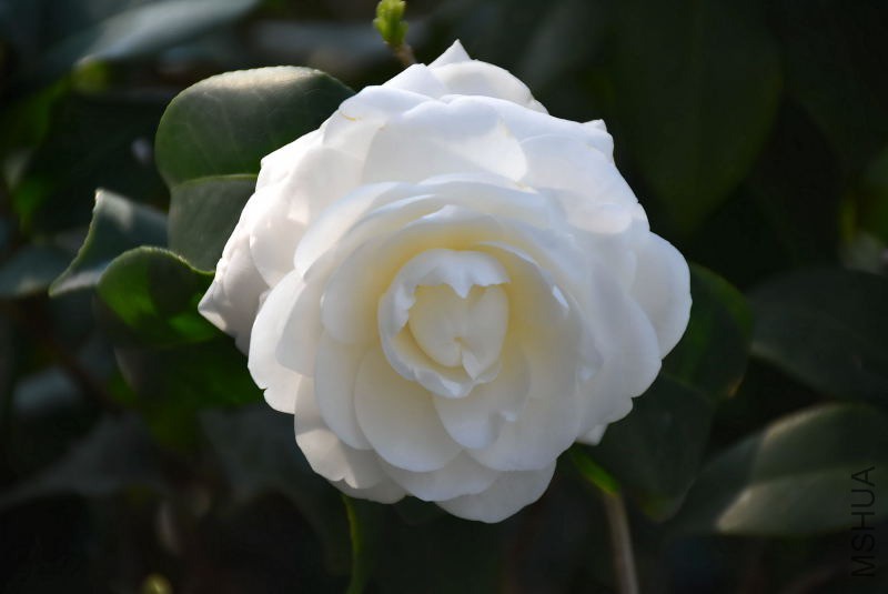 DSC_00020002.JPG