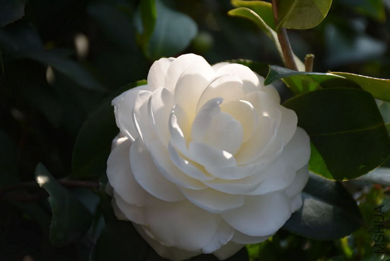 DSC_00210021.JPG