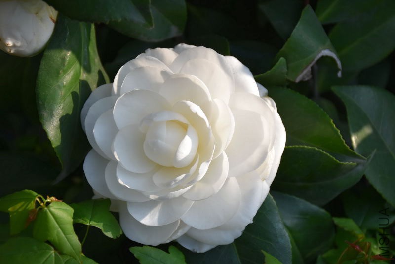 DSC_00480048.JPG