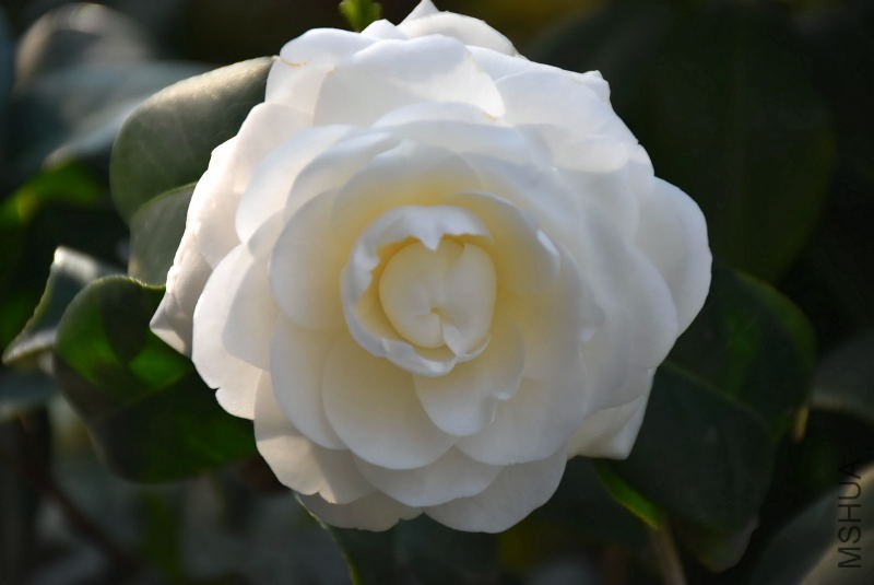 DSC_00040004.JPG