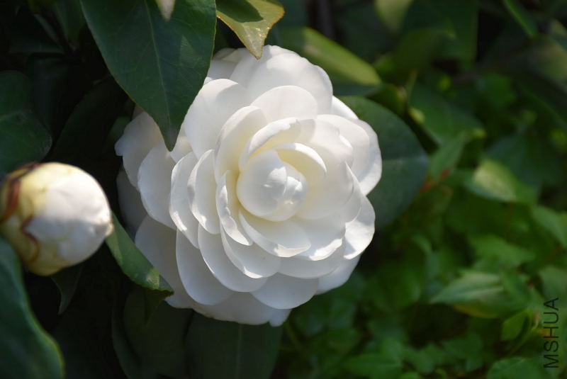 DSC_00320032.JPG