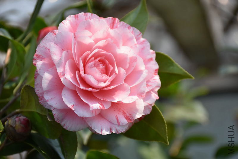 DSC_04710471.JPG