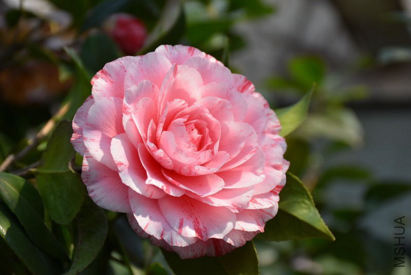 DSC_04800480.JPG