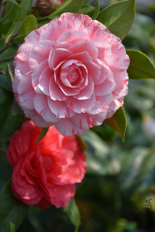 DSC_04900490.JPG