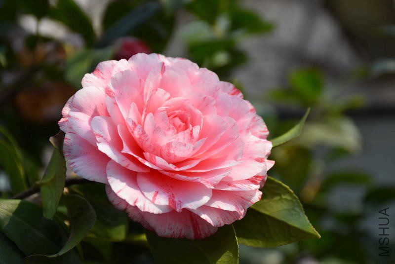 DSC_04820482.JPG