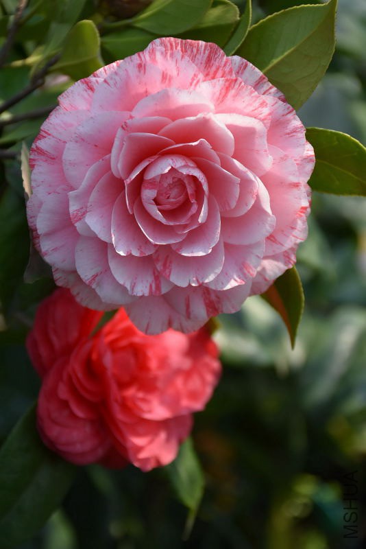 DSC_04910491.JPG