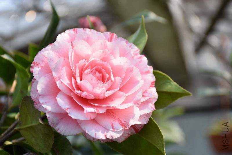 DSC_04700470.JPG