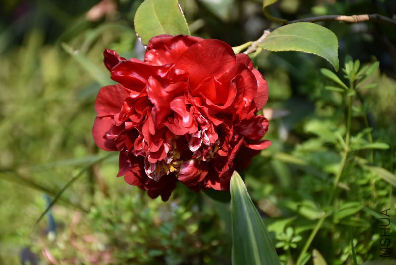 DSC_01450145.JPG