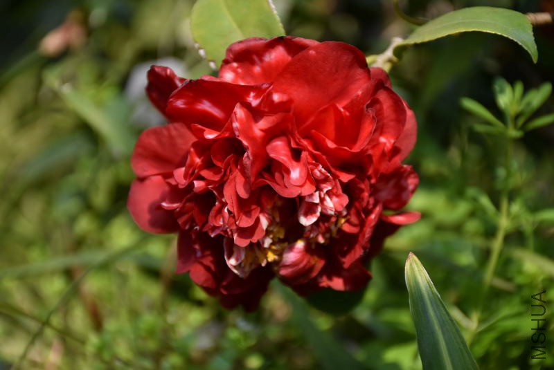DSC_01380138.JPG