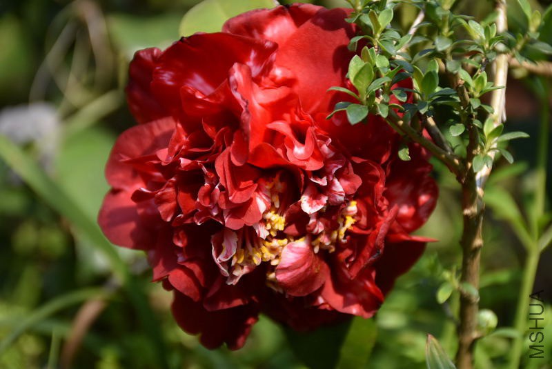 DSC_01360136.JPG