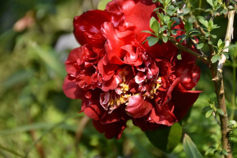 DSC_01330133.JPG