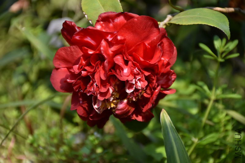 DSC_01410141.JPG
