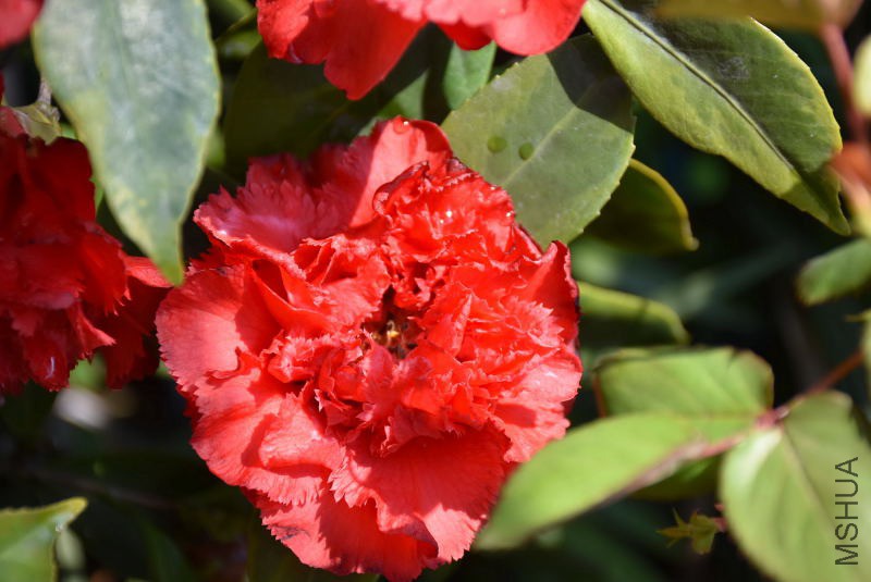 DSC_02780278.JPG