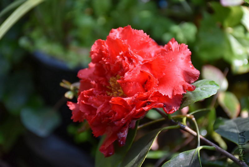 DSC_02620262.JPG