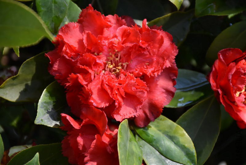 DSC_02910291.JPG