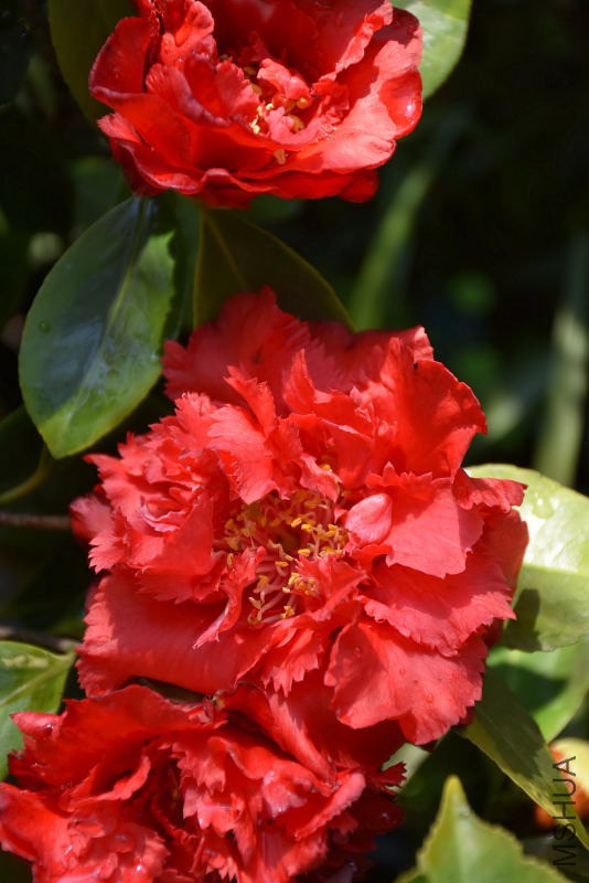 DSC_02710271.JPG