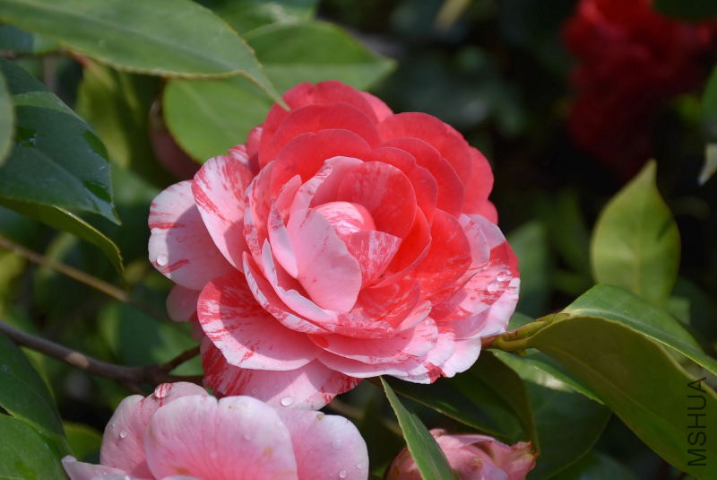 DSC_02460246.JPG
