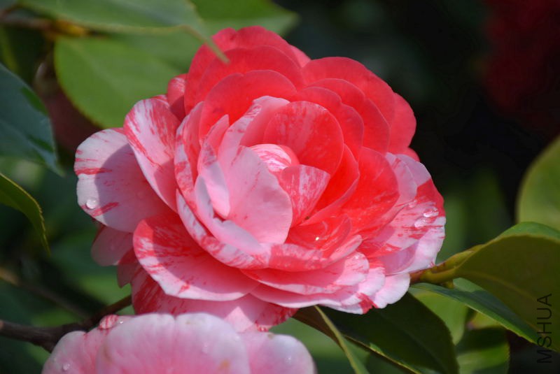 DSC_02390239.JPG