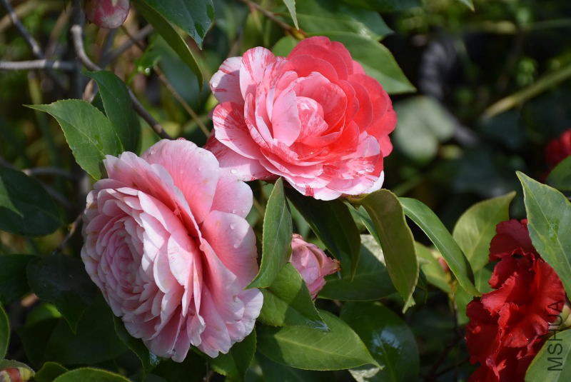 DSC_02400240.JPG