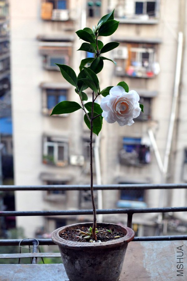 �tƨ��- (14).JPG