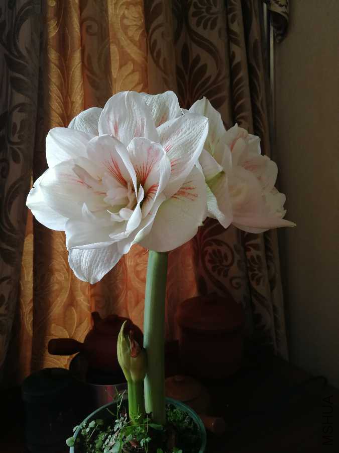 IMG_20190325_101753.jpg