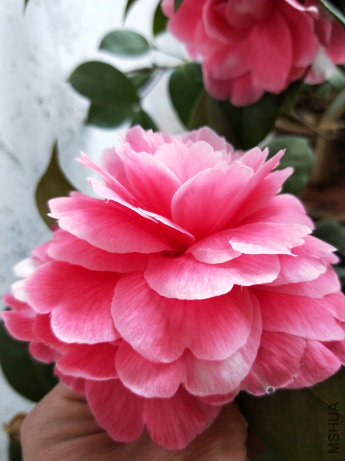IMG20190325074253.jpg