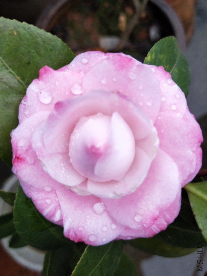 IMG20190322171656.jpg