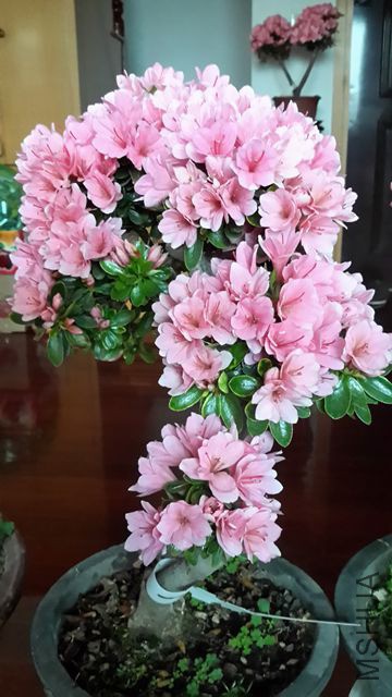 20190325_080053_����.jpg